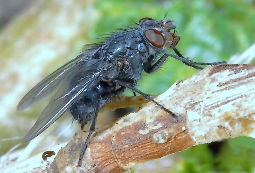 Avete mai visto una mosca che beve?